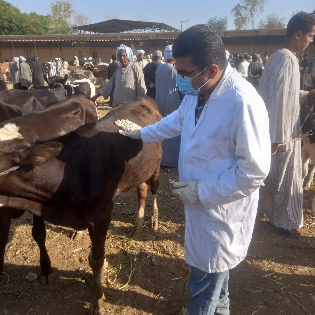 الحملات البيطرية فى أسواق الماشية بفحصها وتحصينها ضد الأمراض الوبائية