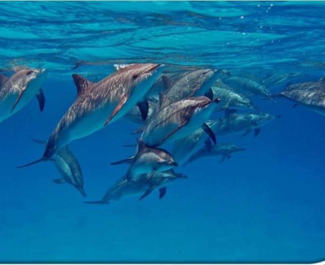 الدلافين،بمنطقة صمداى