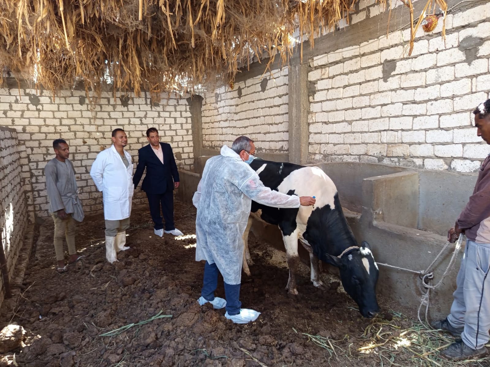 تحصين 109 ألف حيوان بالحملة القومية الثالثة ضد الحمى القلاعية والوادي المتصدع