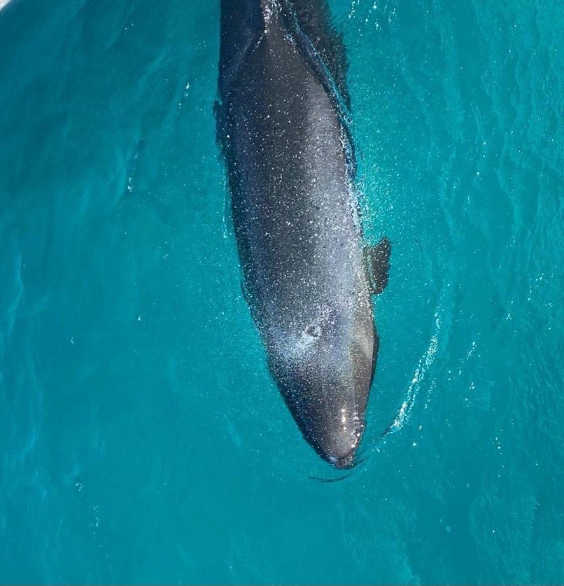 القاتل الكاذب شبيه الحوت