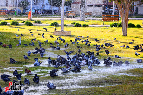 الحمام ميدان الشهداء بور سعيد