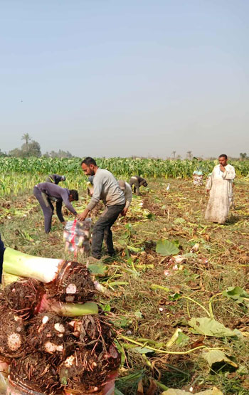 غيطان الشرقية