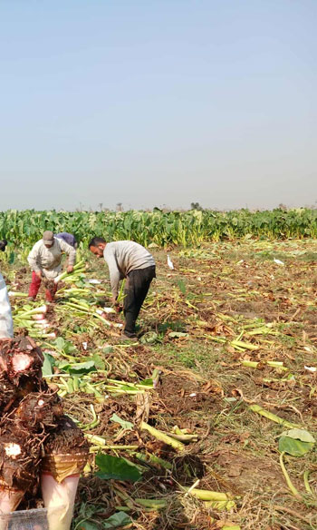 محصول القلقاس بالشرقية