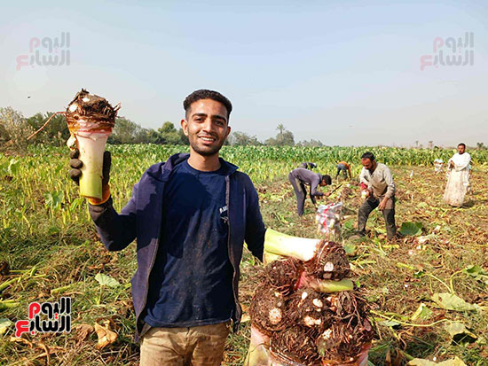 العمالة-اليومية