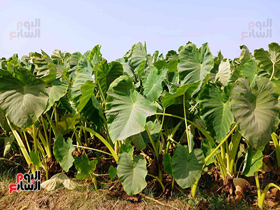 القلقاس-فى-الحقول