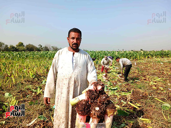 محمد-ابراهيم-تاجر-ومزارع-قلقاس