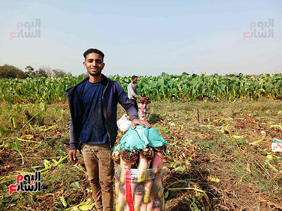 تعبئة-المحصول