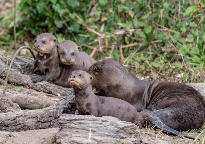 ثعلب الماء العملاق 