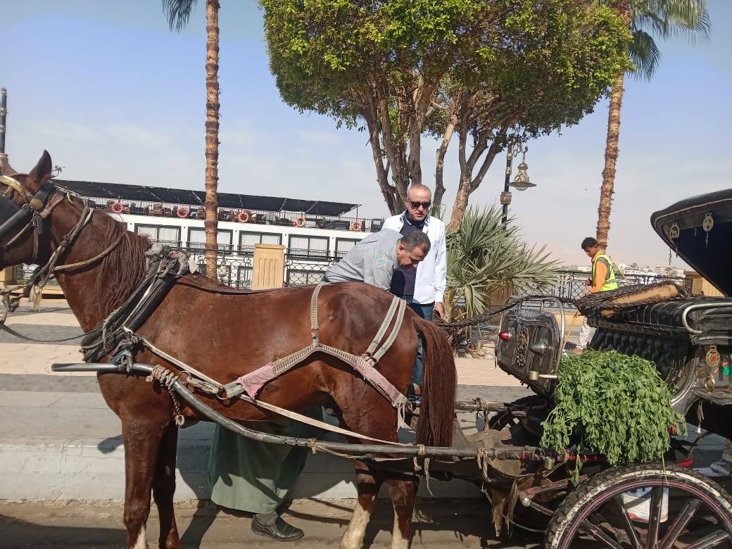 متابعة محافظ الأقصر لعمل عربات الحنطور بشوارع الأقصر