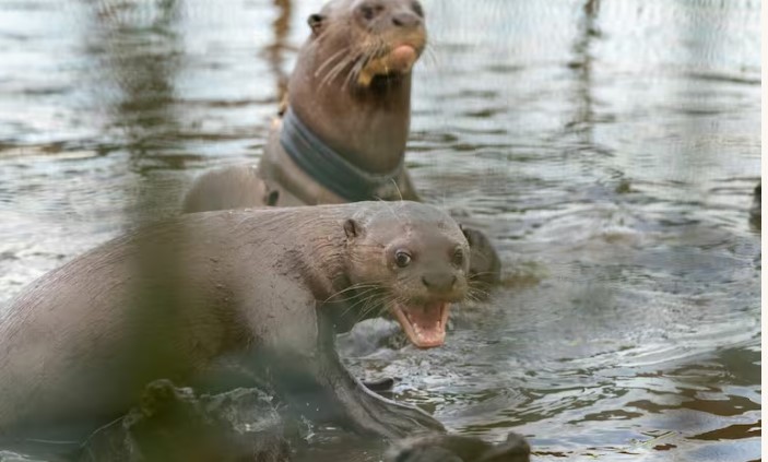 ثعلب الماء العملاق يعود للظهور 