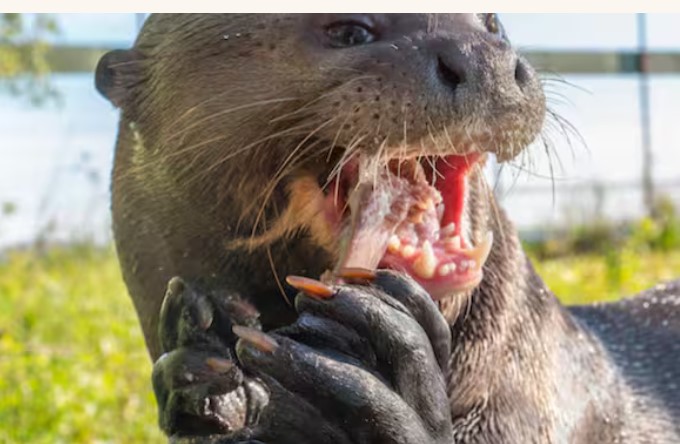 ثعلب الماء العملاق يعود بعد 40 عاما 