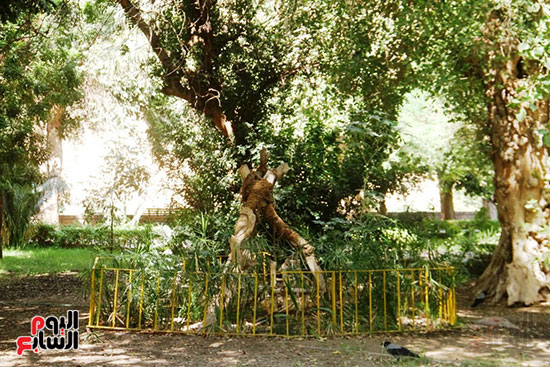 أشجار-نادرة_2