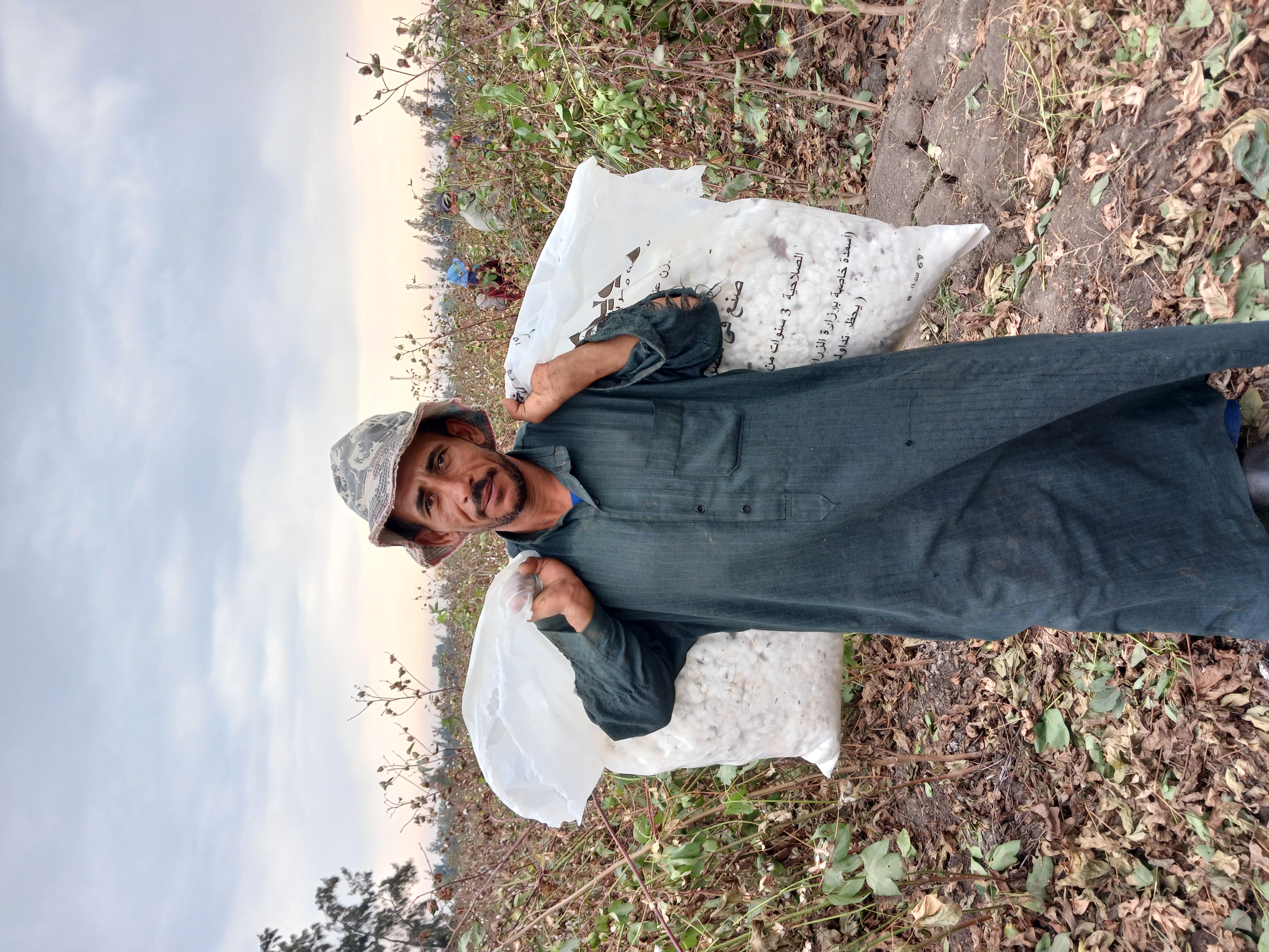 جنى محصول القطن بغيطان الشرقية