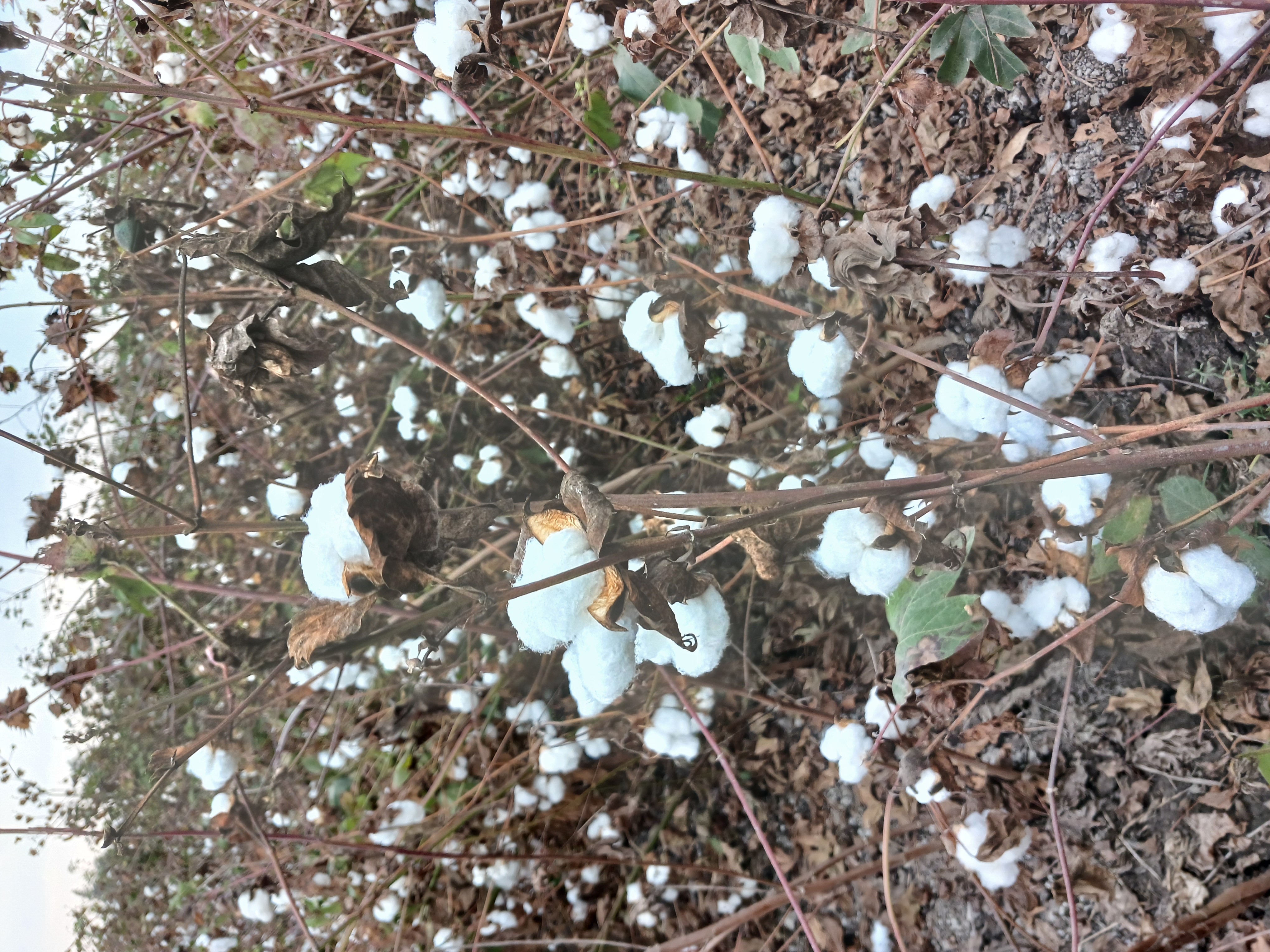 الذهب الأبيض