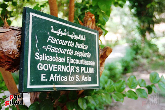 أنواع-نادرة-من-الأشجار