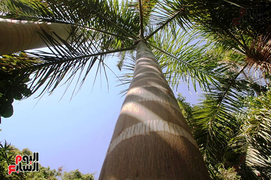 النخيل-الملوكى-العالى