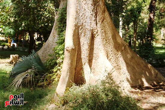 أشجار-فريدة