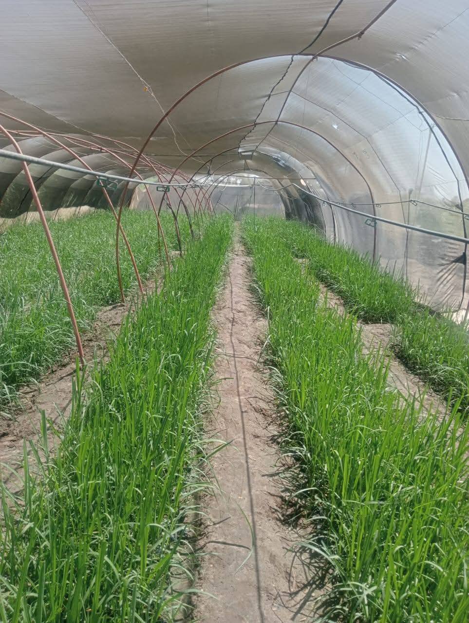 مديرية الزراعة تعلن الإنتهاء من حصاد 333 فدان لمحصول الذرة الشامية مديرية الزراعة تعلن الإنتهاء من حصاد 333 فدان لمحصول الذرة الشامية