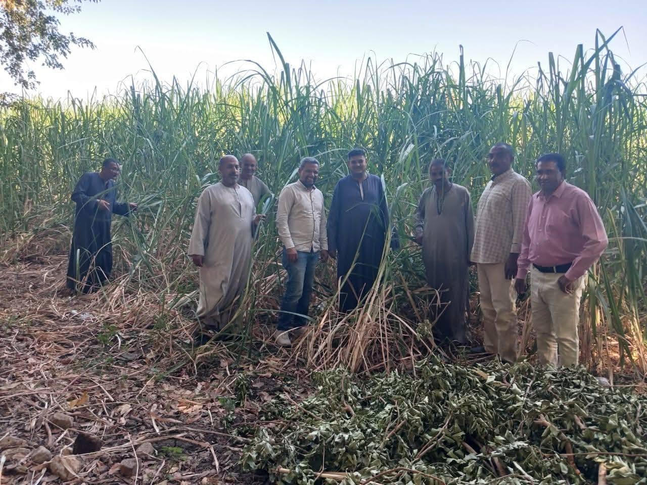 علاج محاصيل قصب السكر المصابة بمساحة 3.414 فدان بالأقصر علاج محاصيل قصب السكر المصابة بمساحة 3.414 فدان بالأقصر