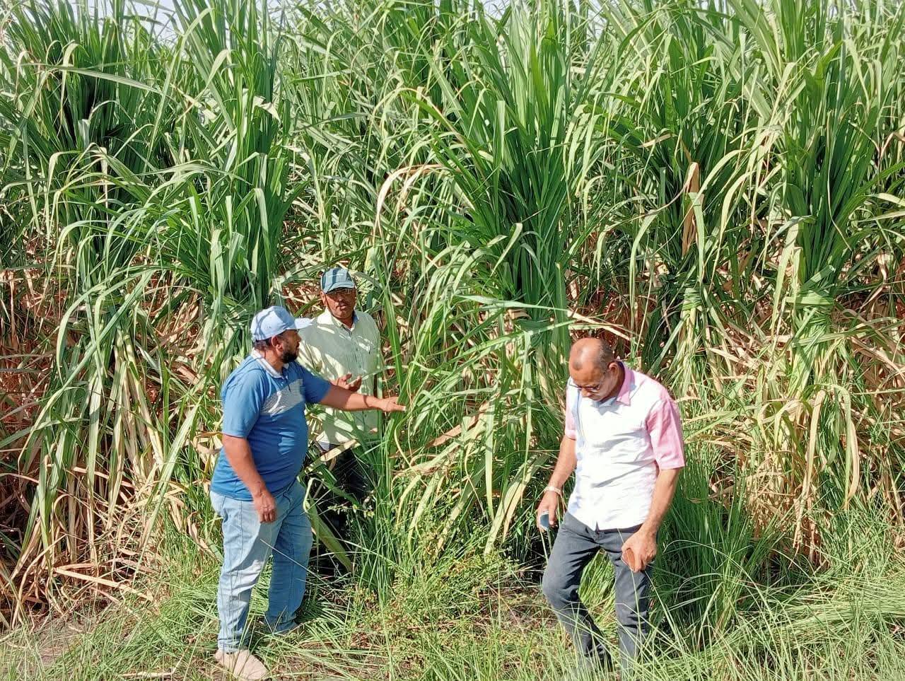 علاج محاصيل قصب السكر المصابة بمساحة 3.414 فدان علاج محاصيل قصب السكر المصابة بمساحة 3.414 فدان