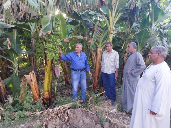 الدعم الزراعى مستمر لخدمة أبناء قرى ونجوع الأقصر الدعم الزراعى مستمر لخدمة أبناء قرى ونجوع الأقصر