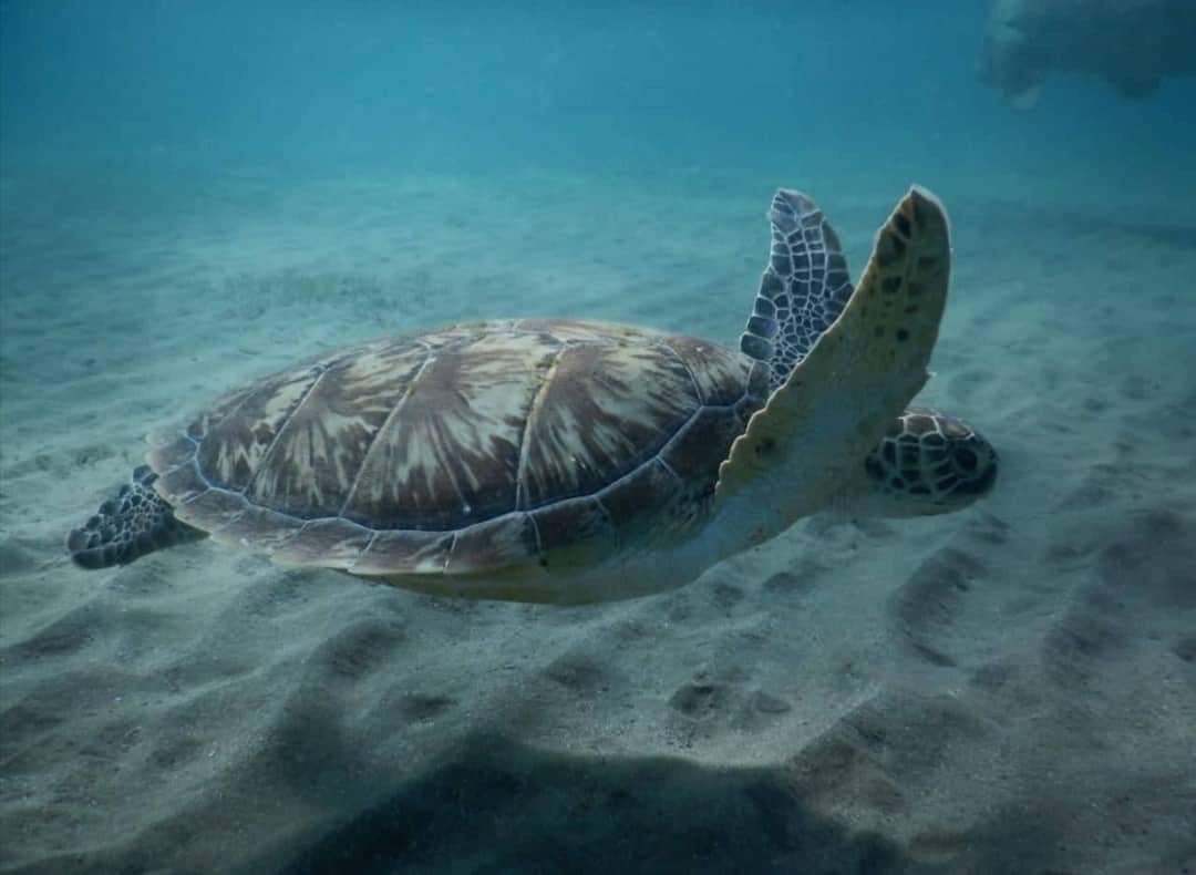 السلاحف البحرية بالبحر الأحمر 