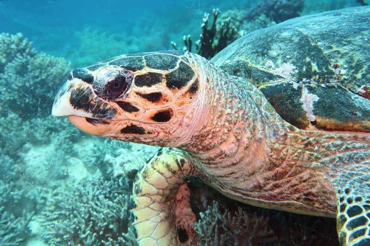 السلاحف البحرية بالبحر الأحمر