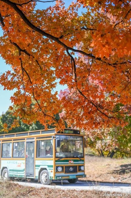 ألوان بديعة ولوحات من صنع الطبيعة.. الخريف يزين حدائق الصين (4)