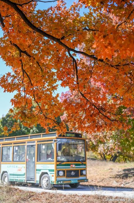 ألوان بديعة ولوحات من صنع الطبيعة.. الخريف يزين حدائق الصين (4)