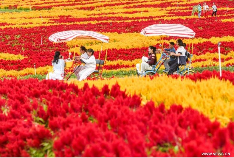 ألوان بديعة ولوحات من صنع الطبيعة.. الخريف يزين حدائق الصين (7)