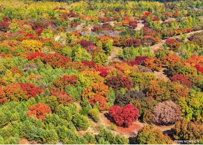 ألوان بديعة ولوحات من صنع الطبيعة.. الخريف يزين حدائق الصين (2)