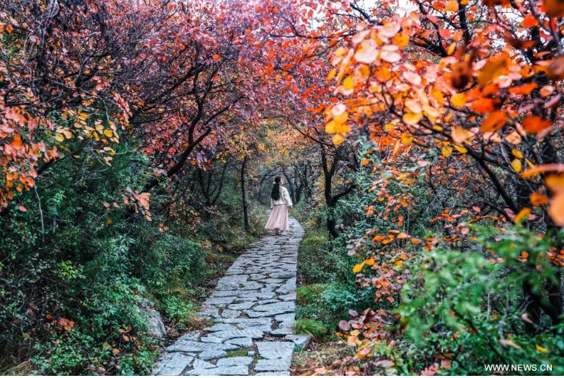 ألوان بديعة ولوحات من صنع الطبيعة.. الخريف يزين حدائق الصين (6)