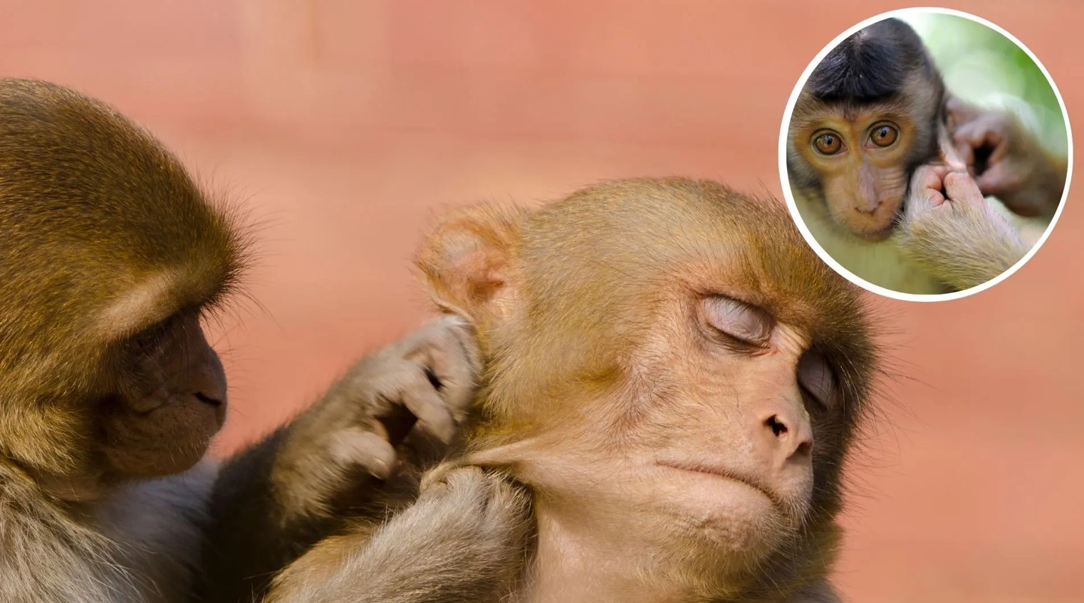 دراسات جديدة عن القرود دراسات جديدة عن القرود