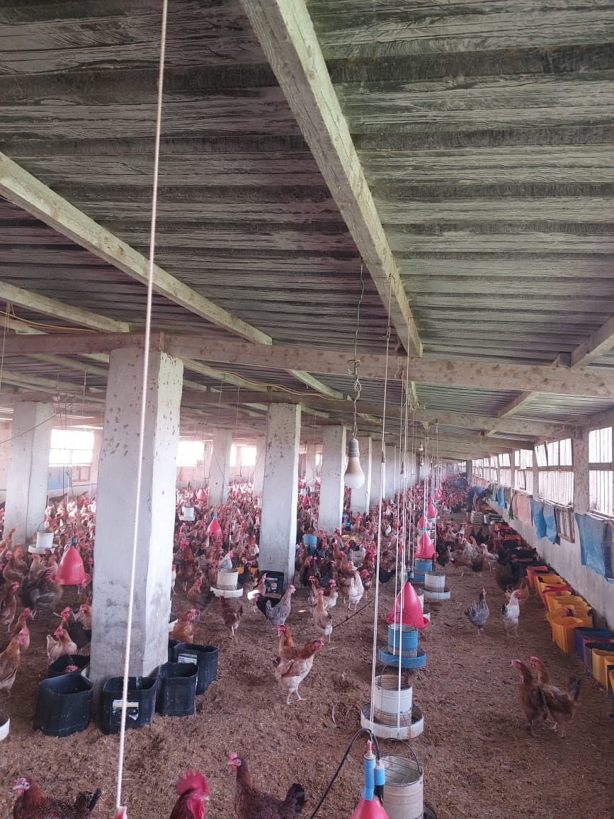 خلال متابعة مزارع الدواجن بالقليوبية