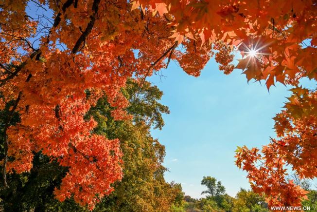 ألوان بديعة ولوحات من صنع الطبيعة.. الخريف يزين حدائق الصين (3)