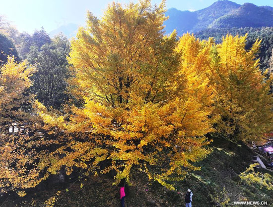 أشجار الجنكة فى الصين أشجار الجنكة فى الصين