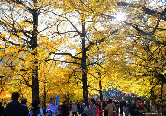 توافد السياح للاستمتاع بأشجار الجنكة توافد السياح للاستمتاع بأشجار الجنكة