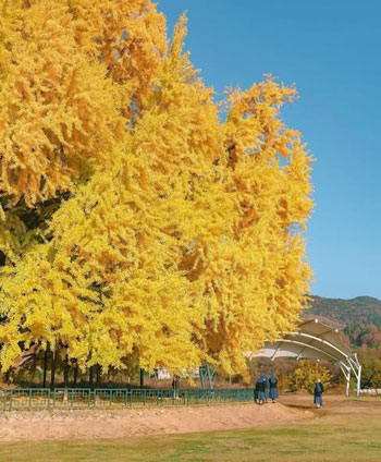 أشجار الجنكة أشجار الجنكة