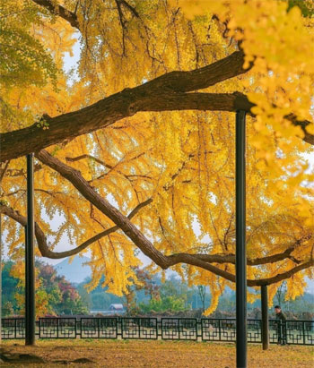 سحر الطبيعة فى الصين وسط أشجار الجنكة سحر الطبيعة فى الصين وسط أشجار الجنكة