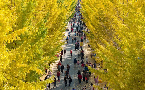 سياح يستمتعون بمشاهدة أشجار الجنكة سياح يستمتعون بمشاهدة أشجار الجنكة