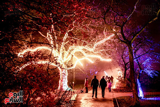 أشجار تزينت بالأضواء