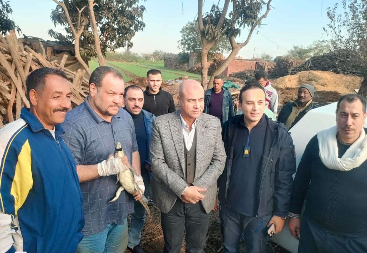 التمساح التمساح