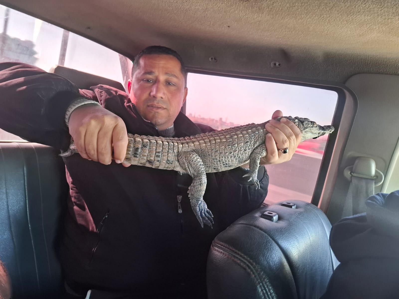 الإمساك بتمساح مصرف الزوامل