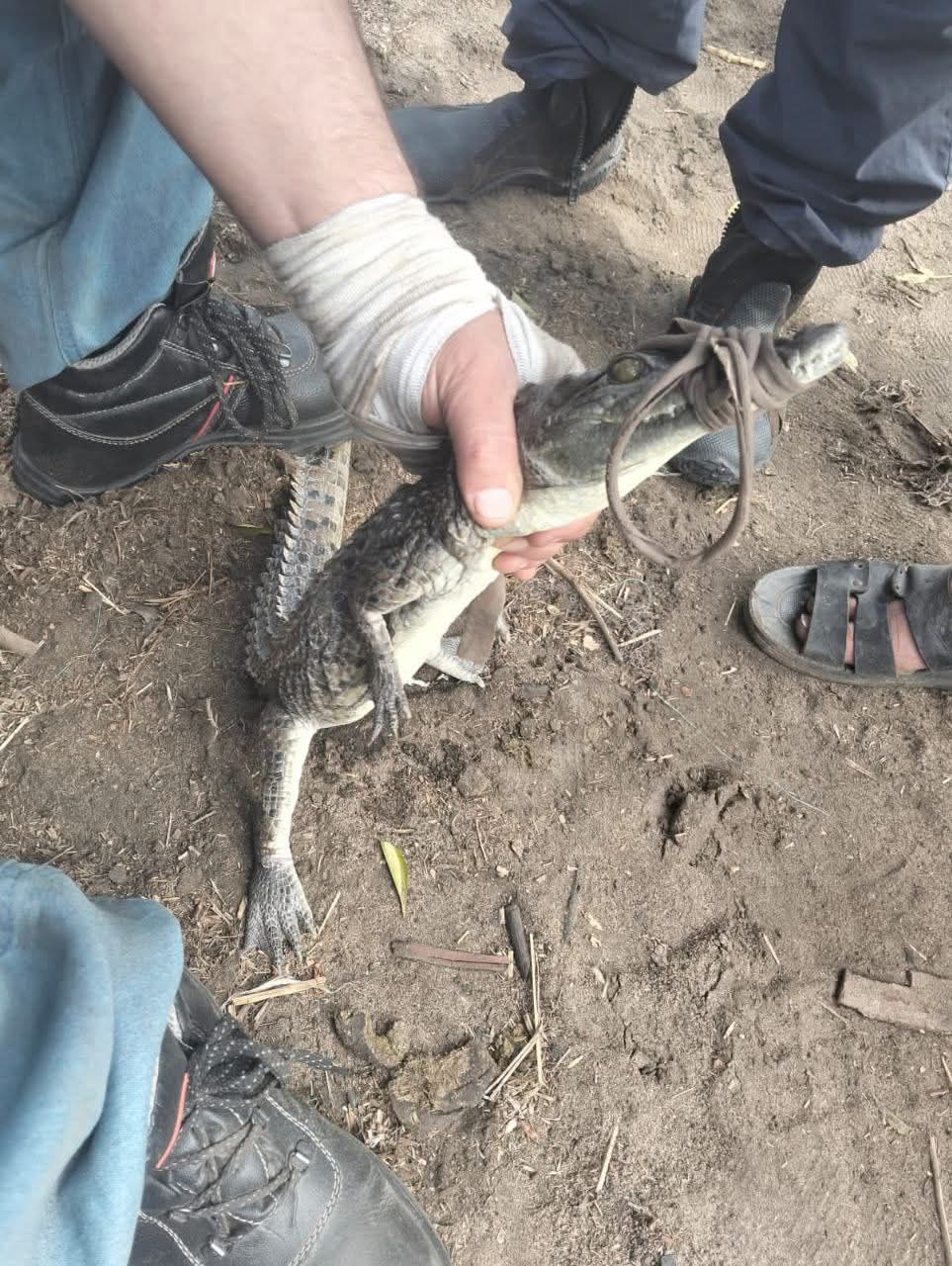 تمساح الزوامل تمساح الزوامل