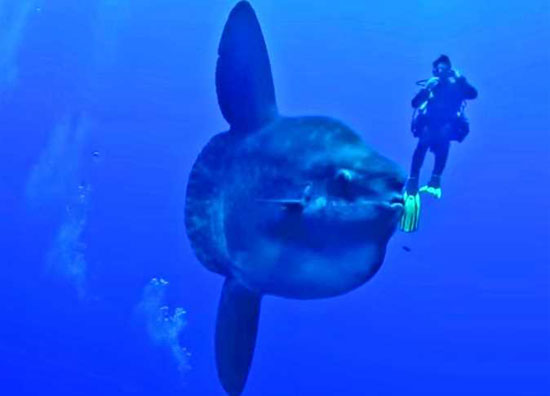 سمكة مولا مولا سمكة مولا مولا