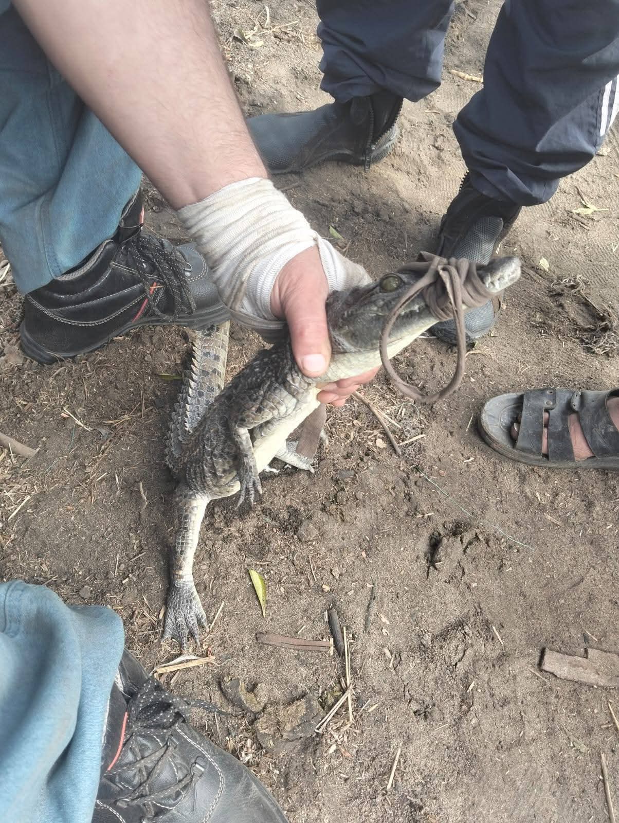 اصطياد تمساح قرية الزوامل (3)