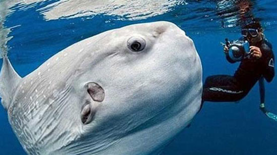 الغطس بجوار سمكة مولا مولا الغطس بجوار سمكة مولا مولا