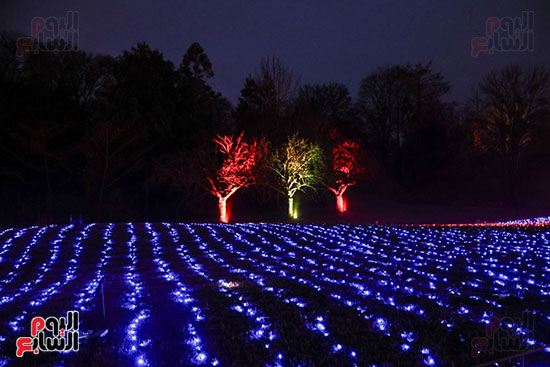 زينة عيد الميلاد فى الحديقة النباتية فى برلين