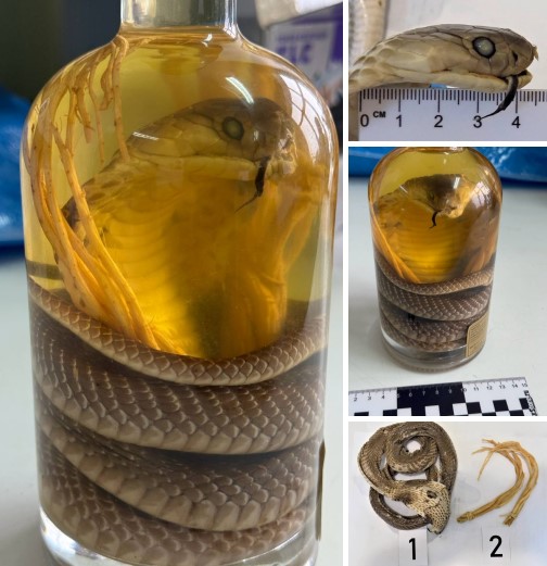 زجاجة نبيذ بأفعى محنط زجاجة نبيذ بأفعى محنط