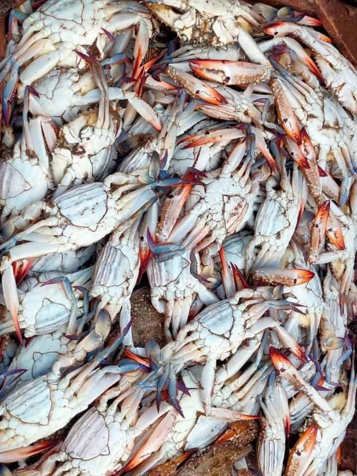 كابوريا كابوريا